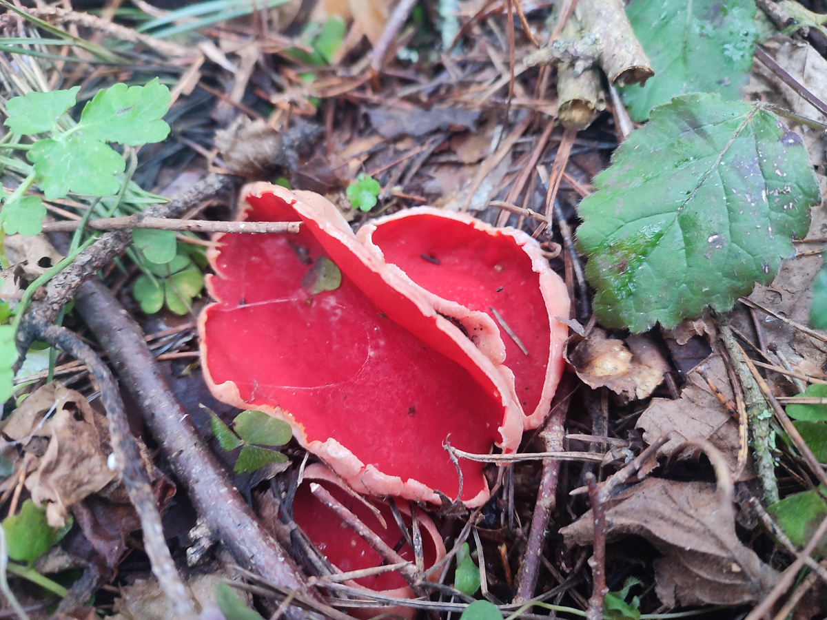 Саркосцифа