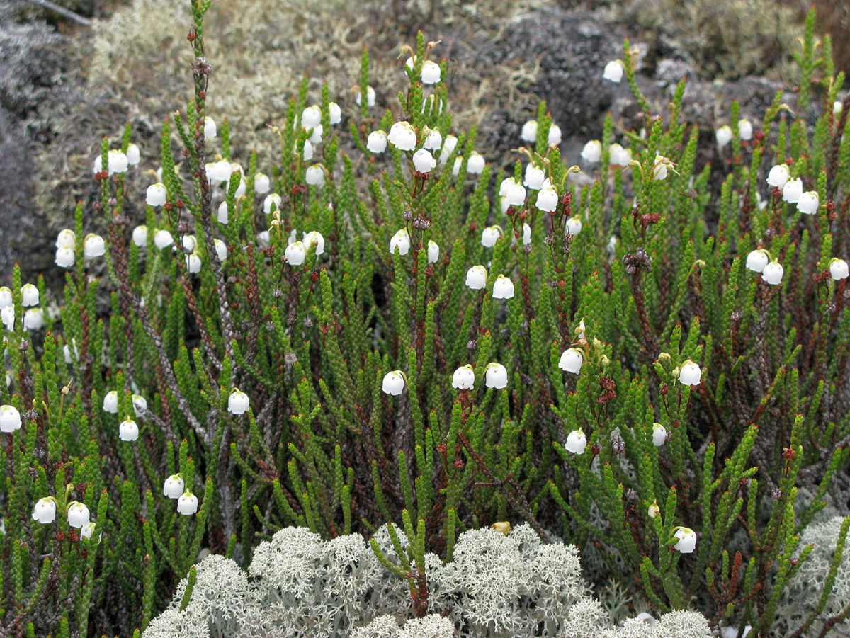 Кассиопея Редовского ( фото: Ирина Щеглова www.plantarium.ru/page/image/id/121110.html )