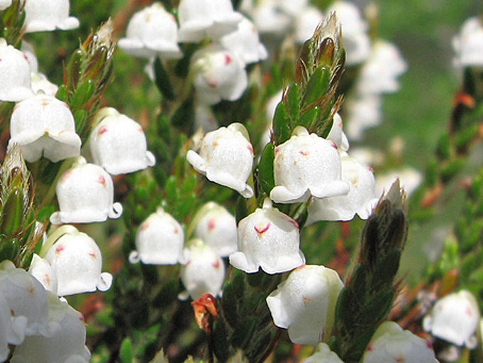 Тайное сокровище тундры — редкая гостья в российских садах