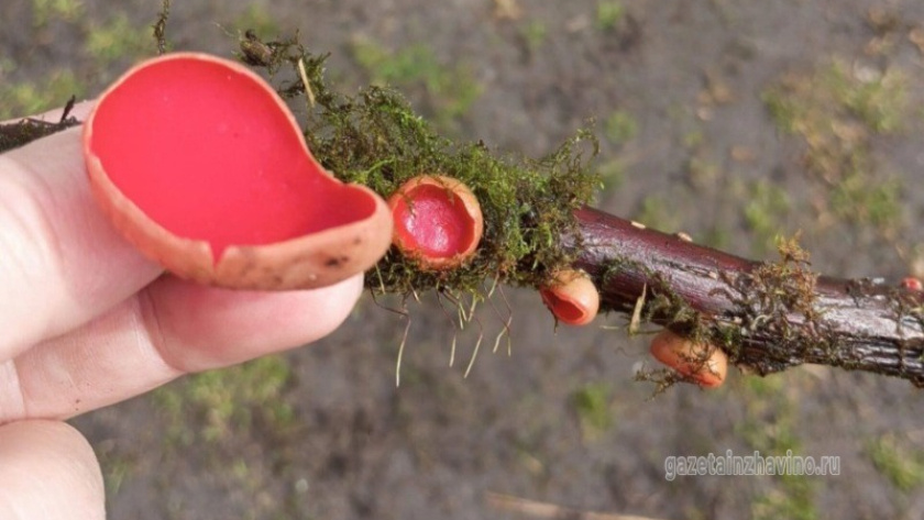    Фото: «Инжавинский вестник»
