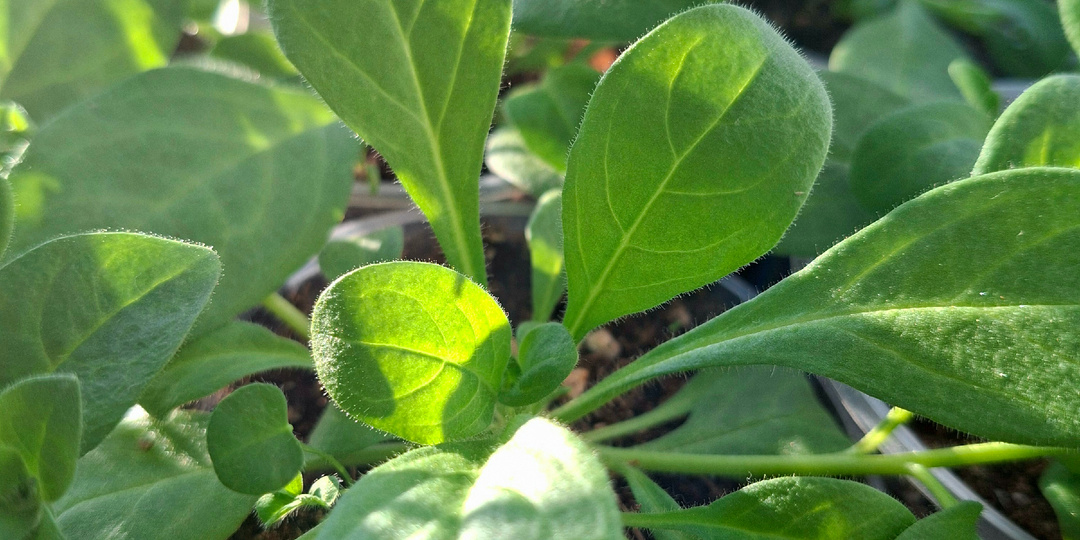 Краткая инструкция по уходу за ветвящейся рассадой петуний