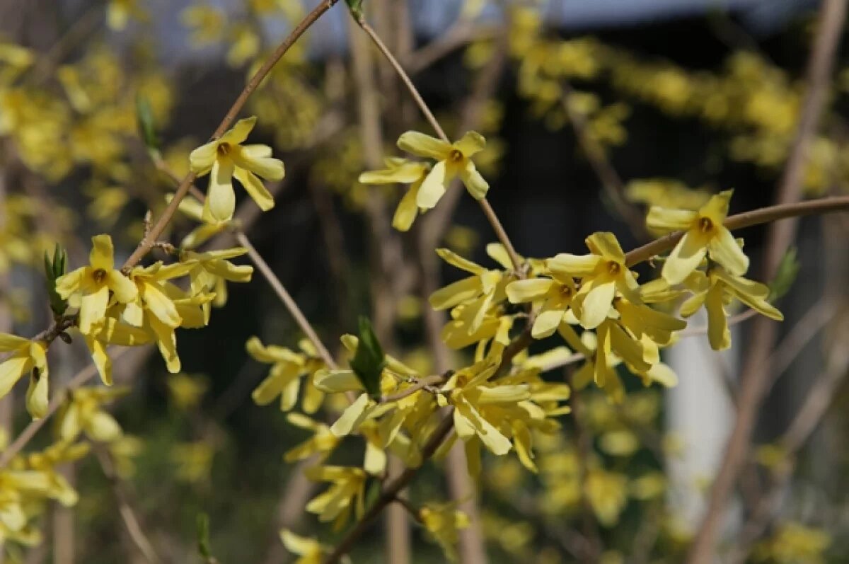    Теплая и сухая погода сохраняется: что обещает понедельник