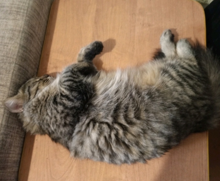 Русик наш, любит на столе вот так спать 😁