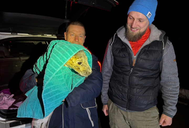 фото: паблик Спасение тюленей 699-23-99