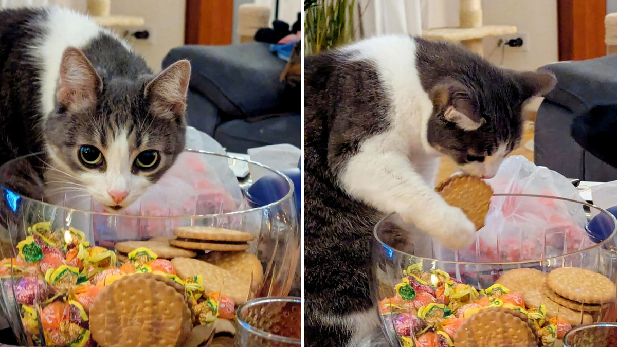 Что смотришь? Думаешь ты один сладенькое любишь?!