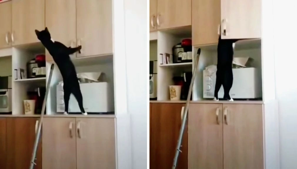 Когда узнал куда хозяин прячет вкусняшки и пытаешься их достать