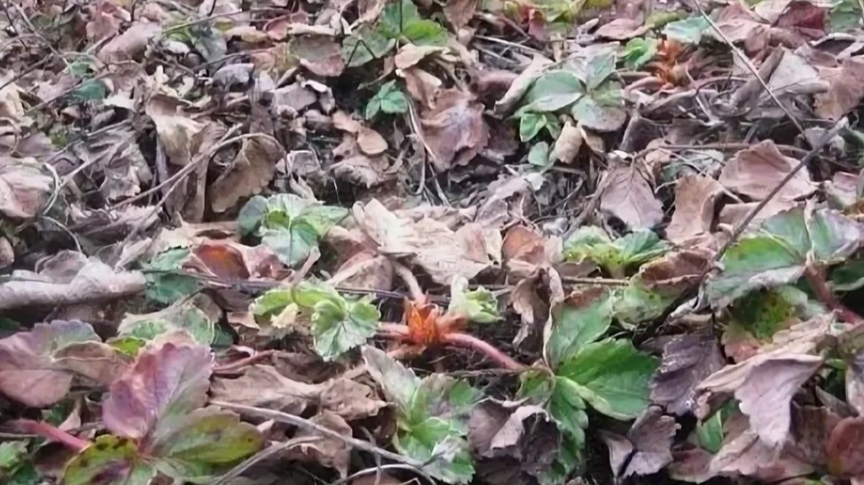 Вот так выглядит клубника сразу после схода снега. Именно сейчас важно не торопиться с граблями.