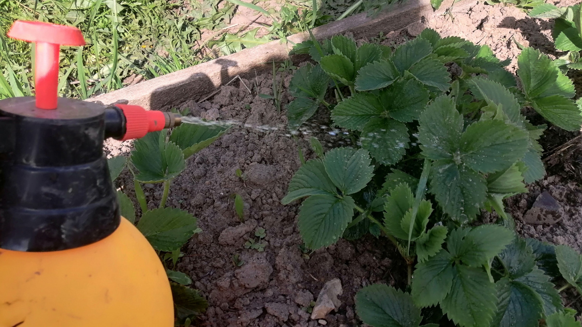 Медный купорос — простой и надёжный способ закрыть грибковый вопрос до начала сезона