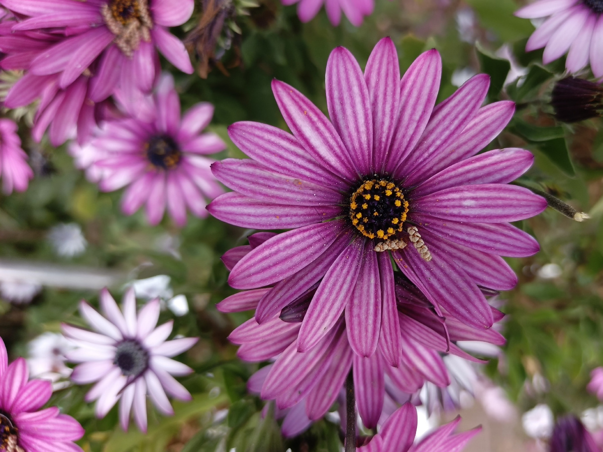 ФТ Сириус, совхоз "Россия", Остеоспермум, апрель 2026 года