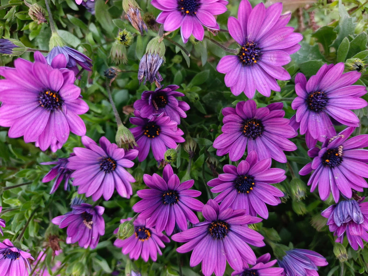 ФТ Сириус, совхоз "Россия", Остеоспермум, апрель 2026 года