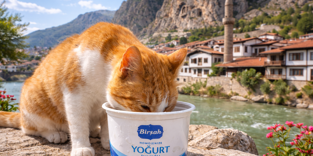 Пакет с пакетами: привычка, которую я привезла в Турцию