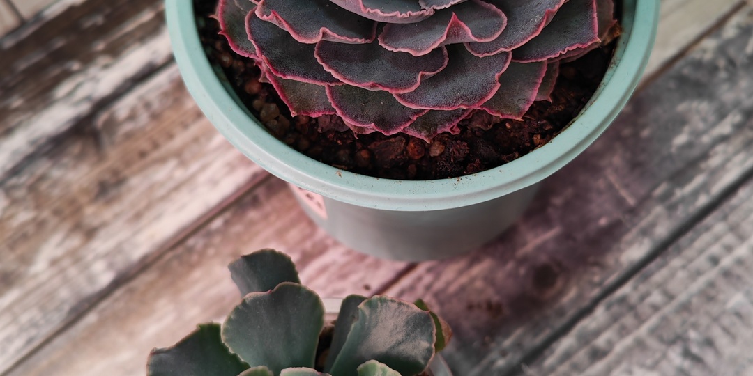 Суккуленты (эхеверии, пахиверии, седумы) почтой!