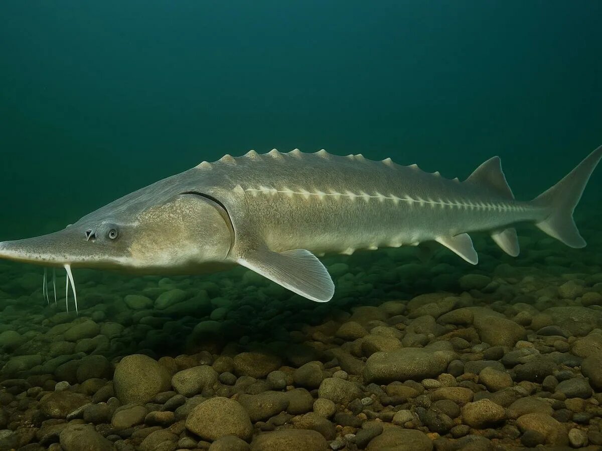 Калуга — крупнейшая пресноводная рыба в мире