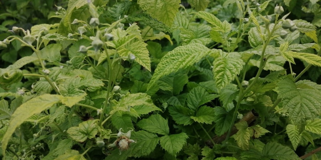 Ремонтантная малина не плодоносила: оказывается, я делал 5 ошибок подряд