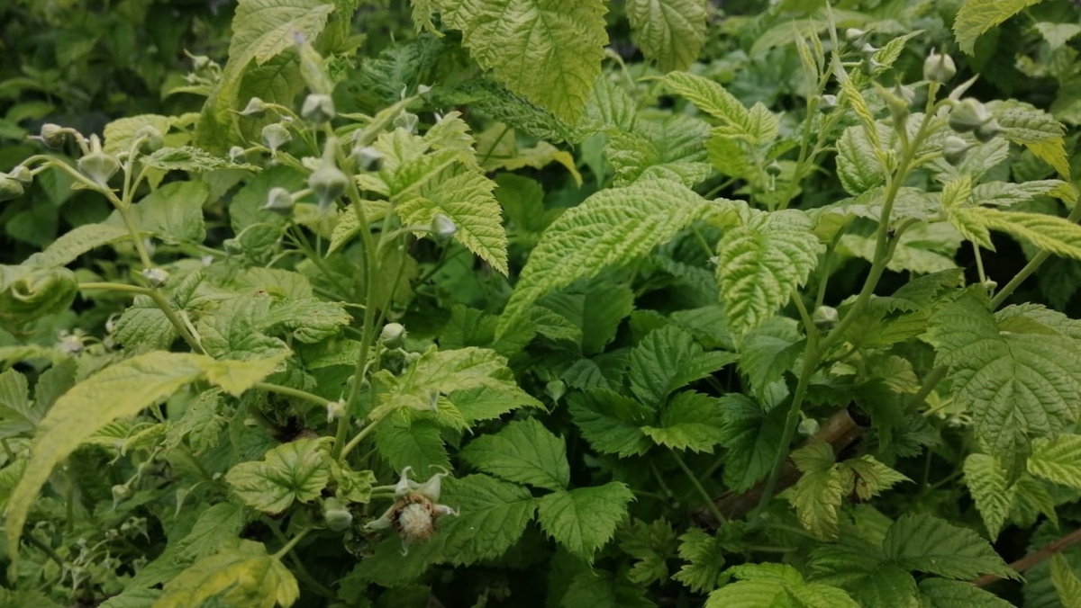 Так выглядит перегруженный куст — побегов много, а ягоды ждать неоткуда