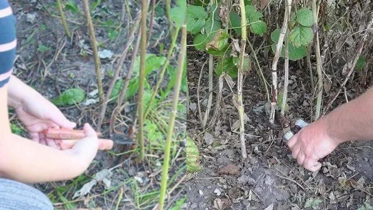 Срез под корень — без остатка, инструмент острый, земля чистая