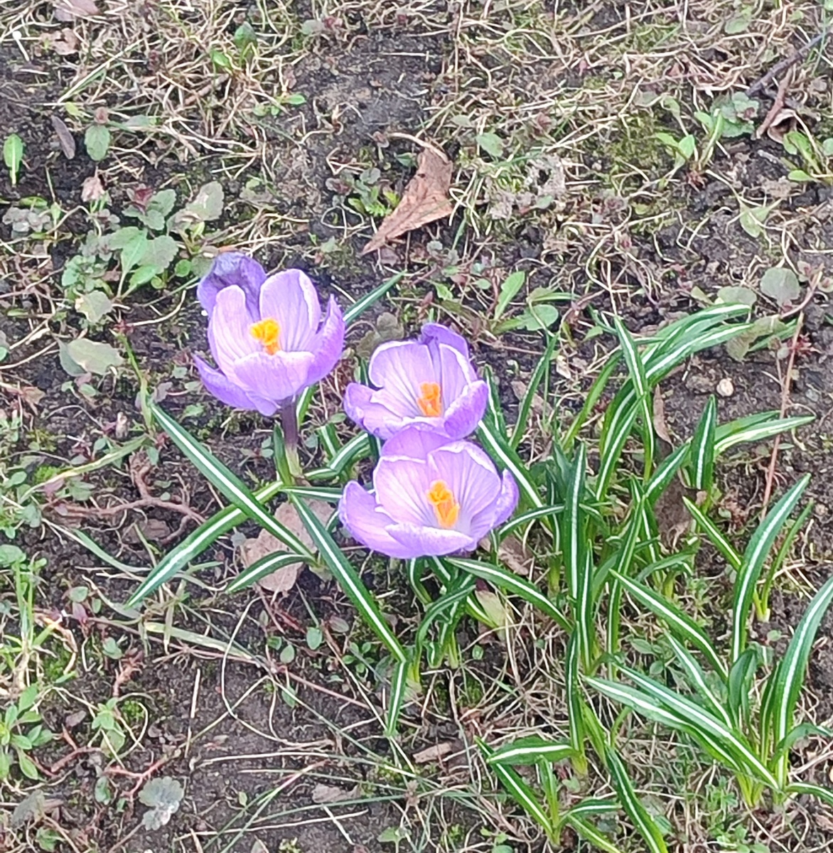 Первоцветы (Крокусы) 