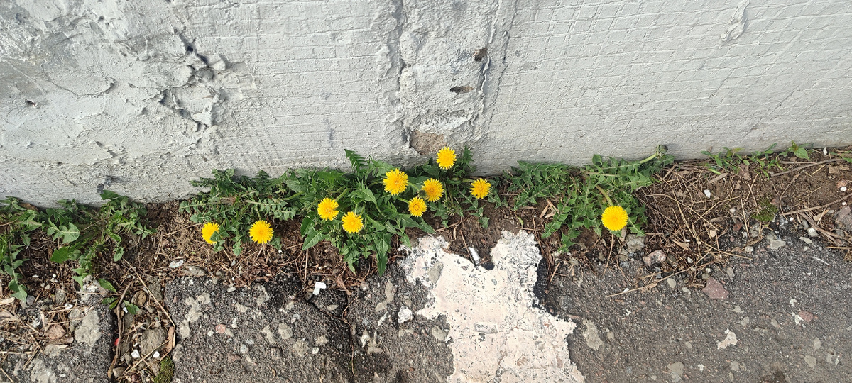 Маленькие солнышки в середине апреля 🙂🙂🙂