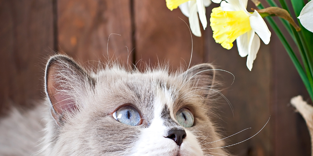 Реально ли животные чувствуют приход весны