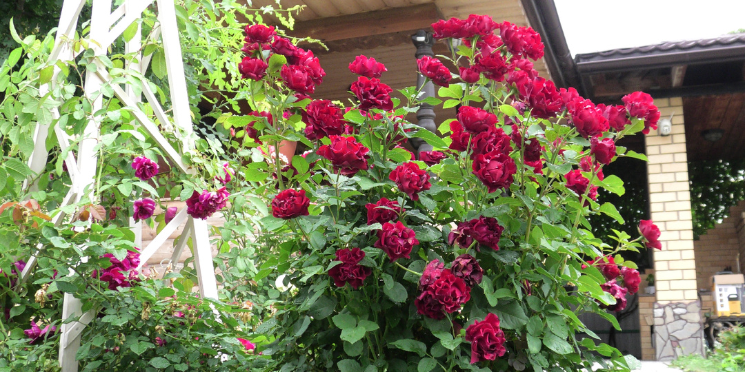 Обрезка 12-летнего куста розы Омаж Барбара: почему задамалась о пересадке