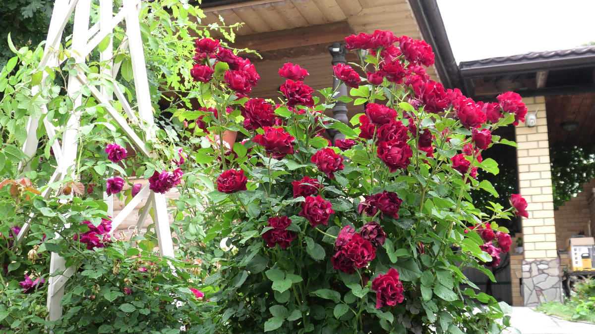 Роза Омаж Барбара