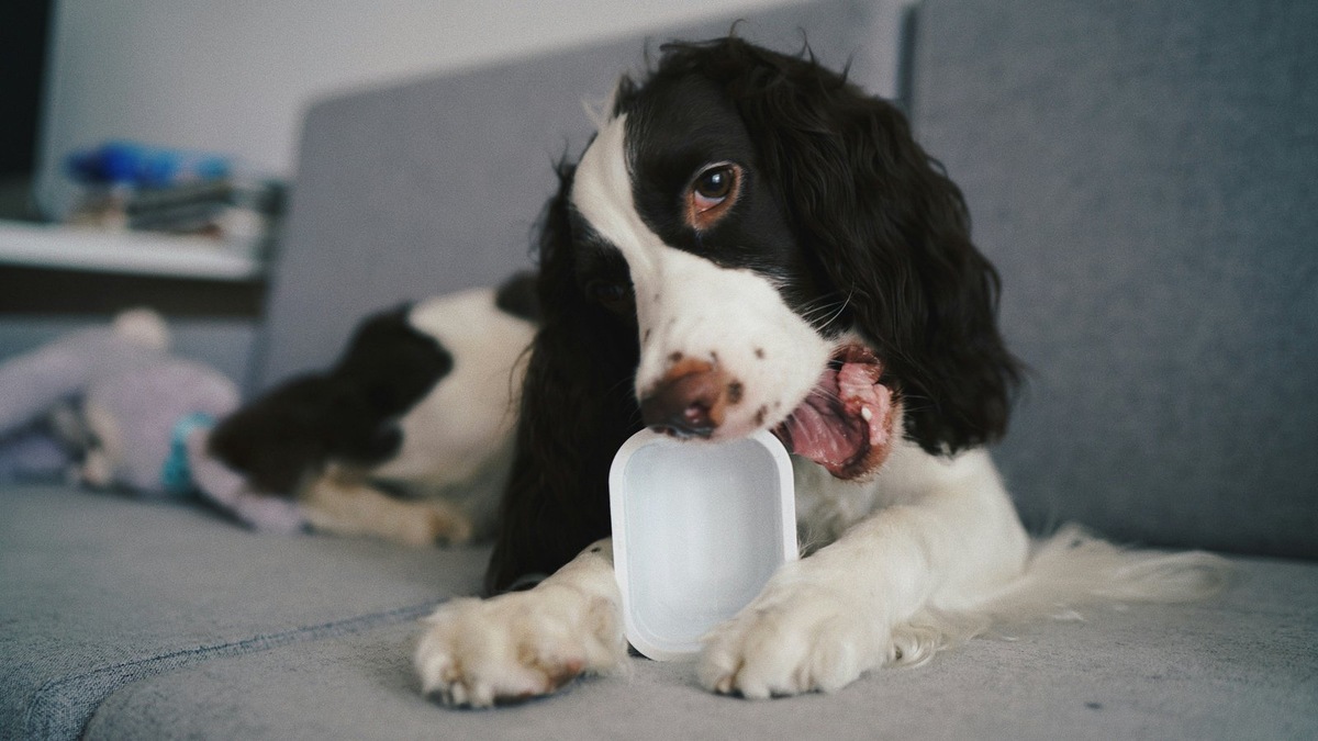    Миски для собак бывают разных форм и размеров