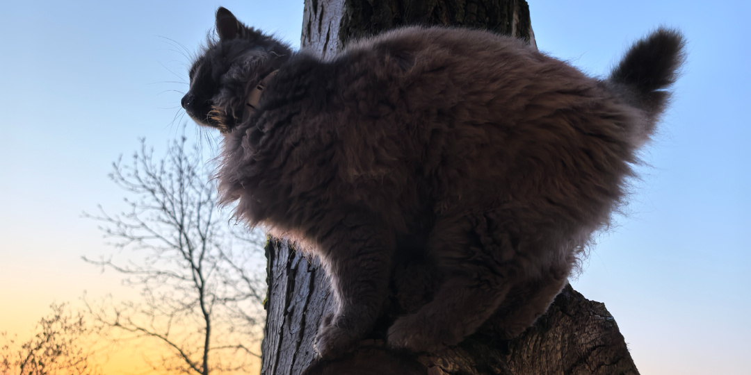 День друзей