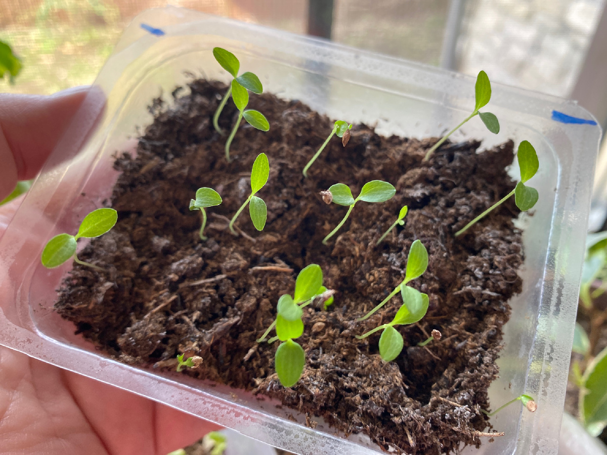 Клематис, всходы после стратификации, какой сорт (или вид) пока не поднимала записи