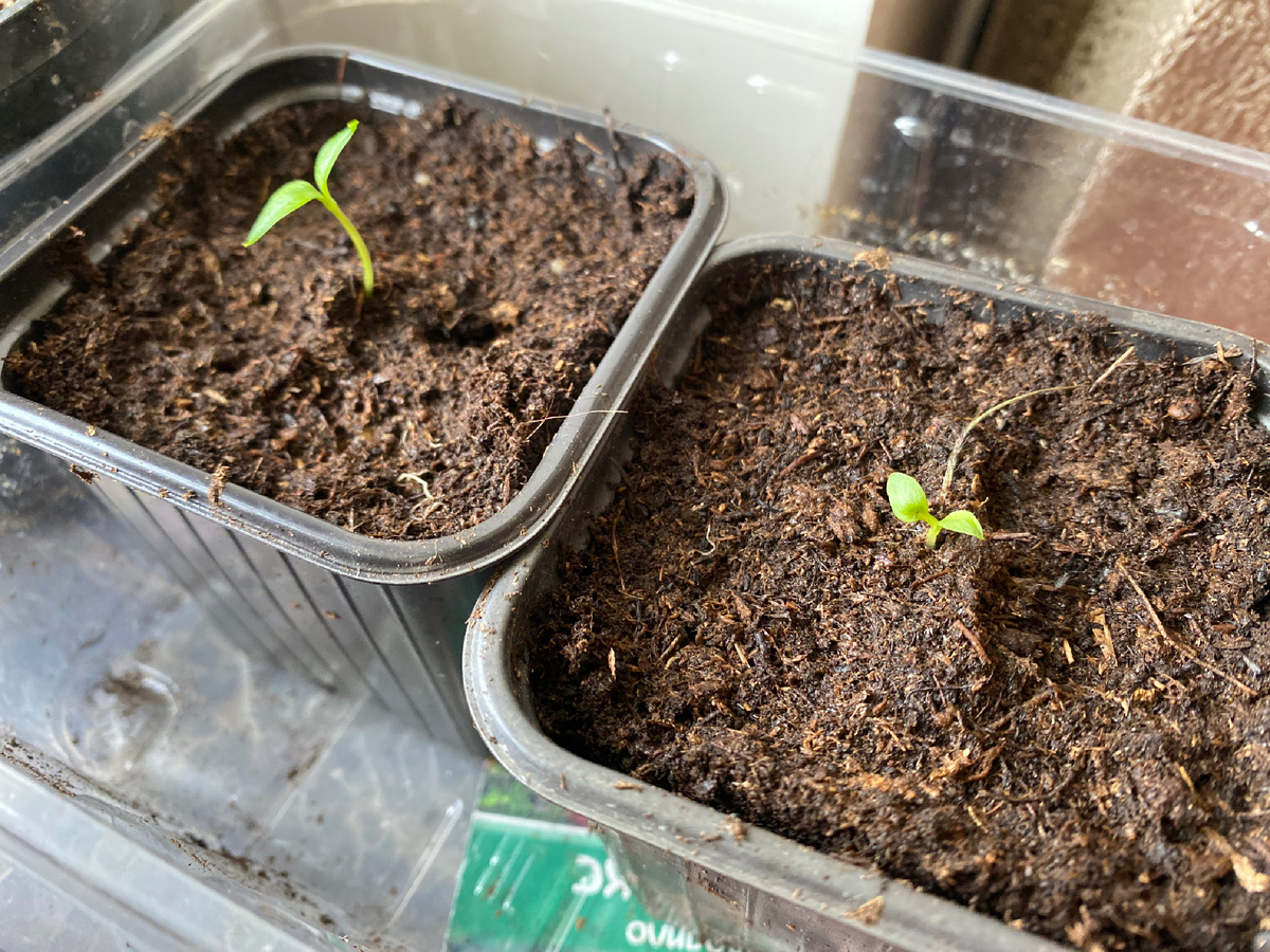 Всходы прострелов