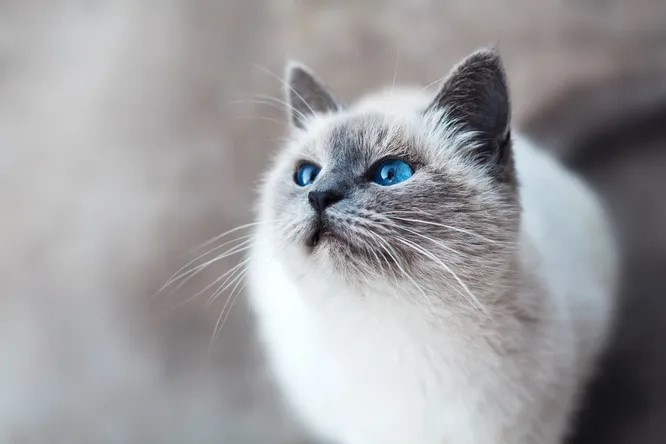 Как голубые огоньки: 8 пород кошек с голубыми глазами