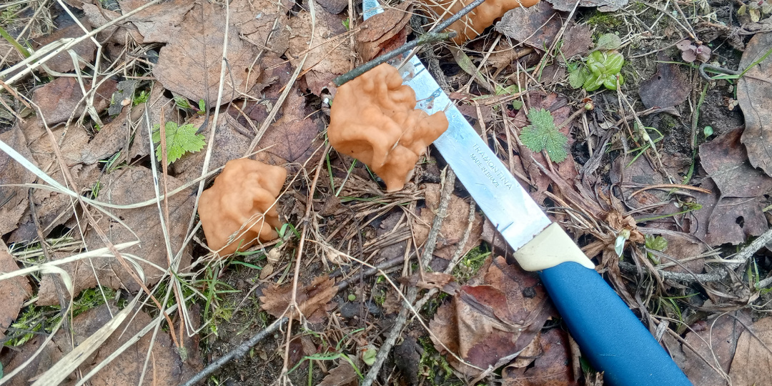 Первые грибы в апреле