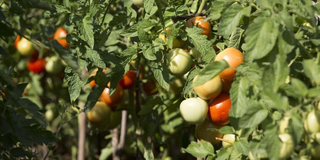 Обычный аспирин — неожиданный помощник для растений: как его используют