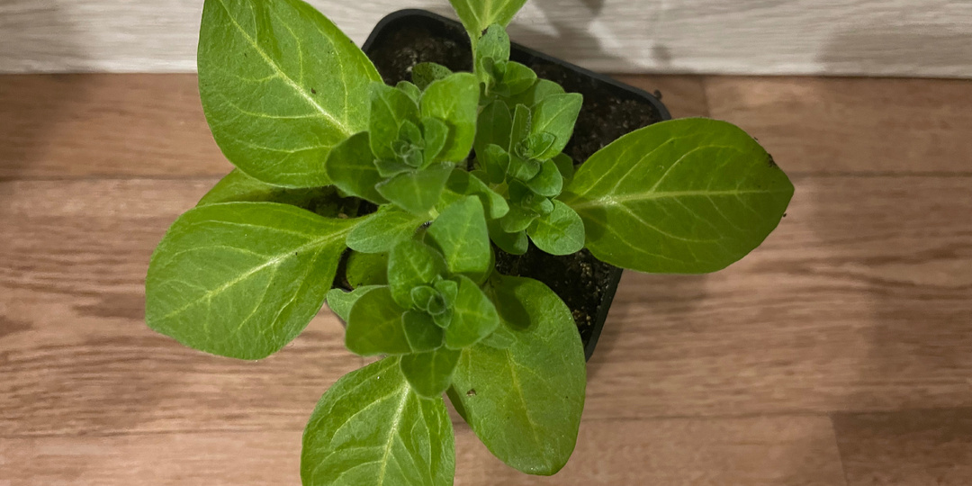 Дневник садовода: такой напасти с рассадой никогда не было