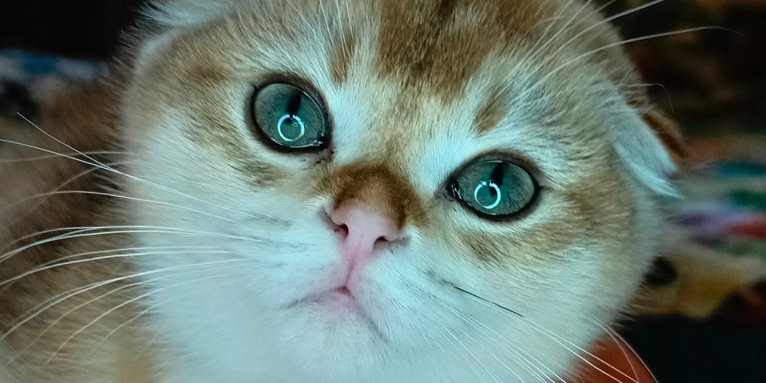 Когда котята из питомника уезжают в новые дома, мне и грустно, и радостно...