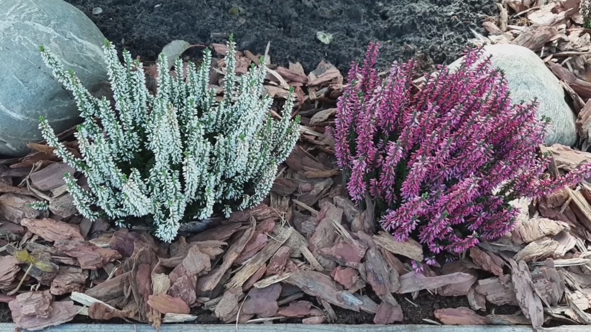 Вереск – красивое, нежное и деликатное растение. 