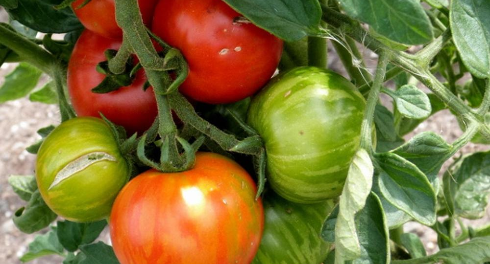 Какие сорта гибриды помидоров каждый год сею в апреле и получаю богатый урожай