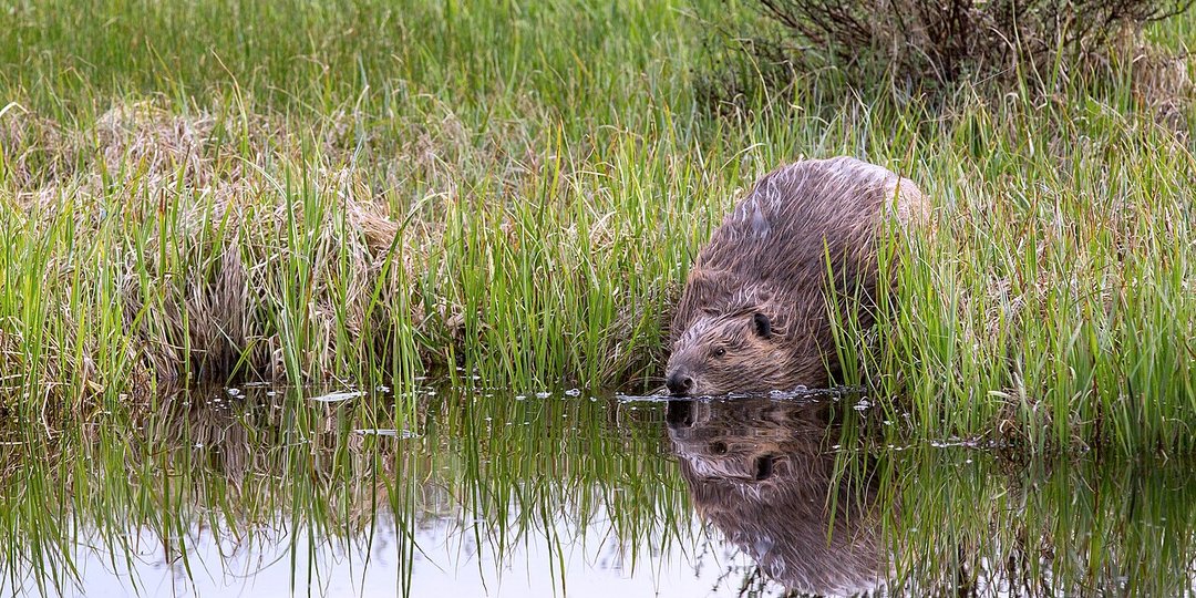 ТЕКСТЫ ДАКОТА -9