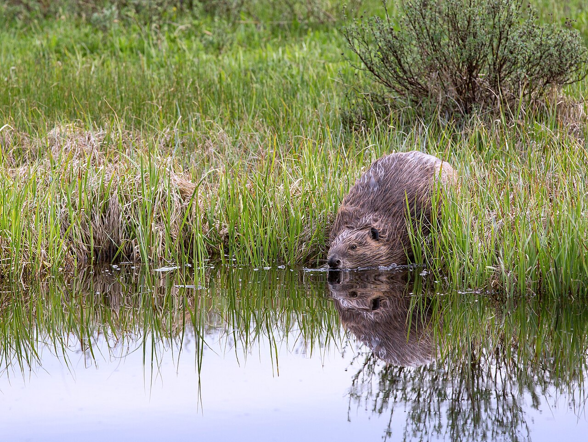 Северо-американский бобр                                                                                                                           (Borrowed from here By Yellowstone National Park - Beaver near Swan Lake, Public Domain, https://commons.wikimedia.org/w/index.php?curid=88003142)