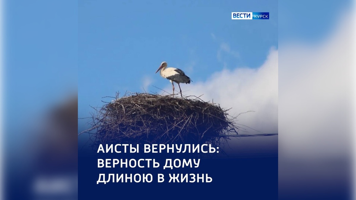    Одно гнездо на десятилетия: в Курске заметили аистов