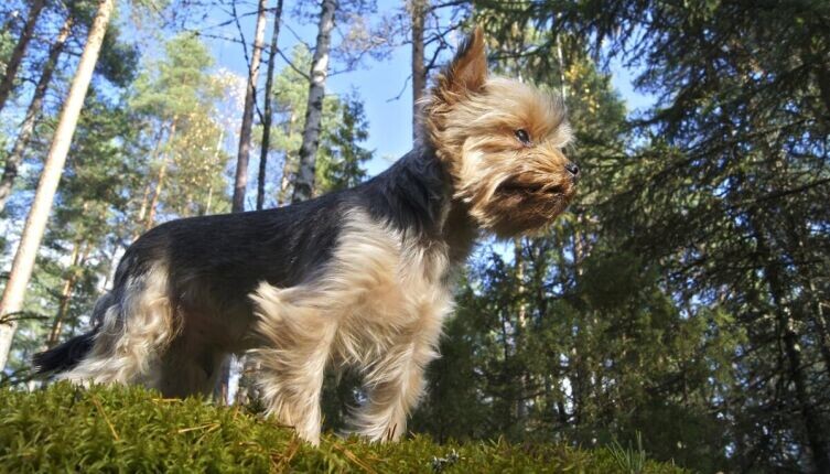    Сколько лет живут собаки? ТОП-10 пород собак-долгожителей Йоркширский терьер. Фото: по лицензии CC0 Pxhere.com