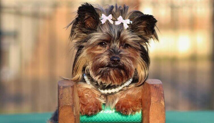    Какую стрижку выбрать для йоркширского терьера? Фото: по лицензии CC0 Pxhere.com