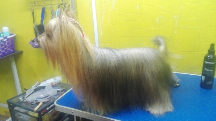    Классический вид шерсти йорка, для выставки Фото: Вероника Климанова, личный архив