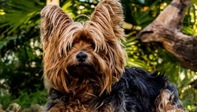    Как кормить йоркширского терьера? Фото: по лицензии CC0 Pxhere.com