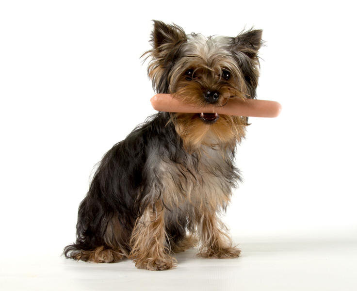    Фото: Shmel, Shutterstock.com