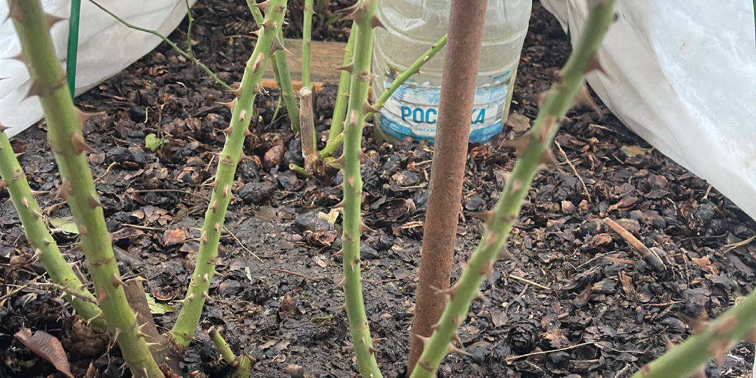 Когда и чем подкормить розы в первый раз и почему с этим делом спешить не стоит