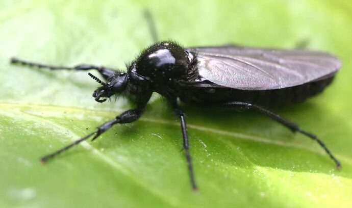 Толстоножка весенняя (лат. Bibio marci)