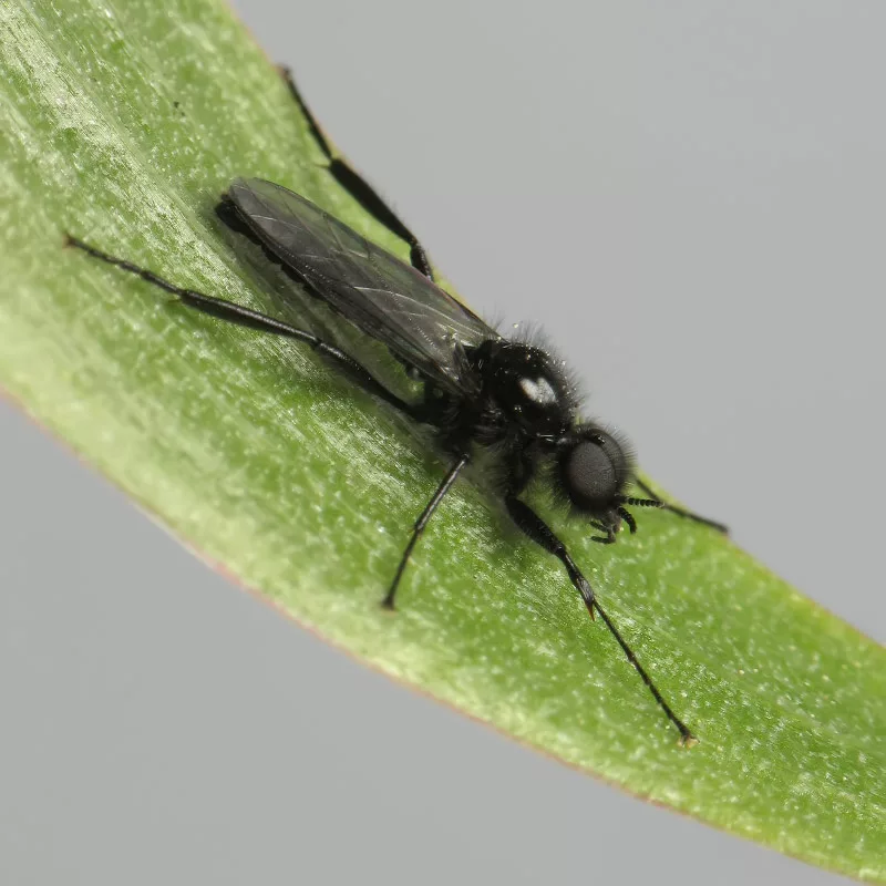 Комар-толстоножка весенняя (лат. Bibio marci)