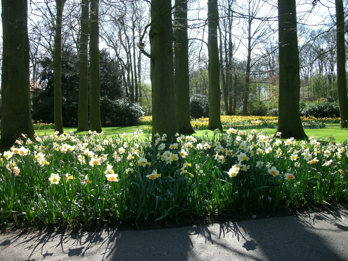 Нидерланды, королевский парк Кекенхоф. Фото автора канала 