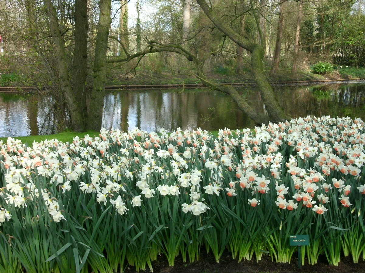 Нидерланды, королевский парк Кекенхоф. Фото автора канала 