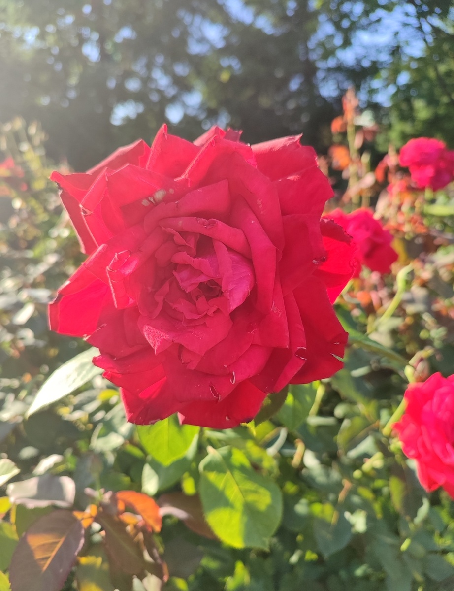 Фото автора для иллюстрации